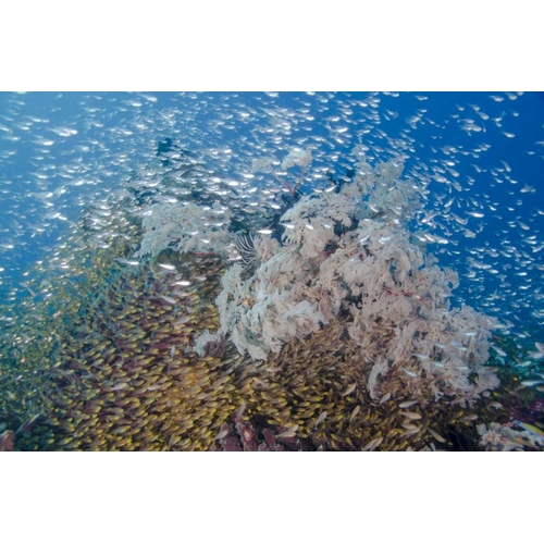 Indonesia, Komodo NP Fish schooling over a reef